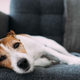 Image for article titled The Week In Pictures – Week Of March 30, 2020